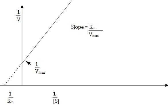 linear burk plot of the reciprocals of velocity and substrate cncentration for determining km and vmax